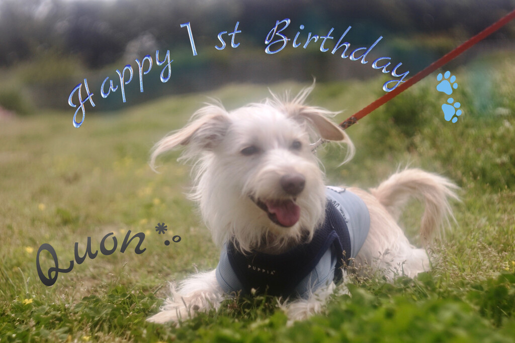 母の手作りケーキで祝う 愛犬くおん１歳の誕生日おめでとう クピの蒼い風