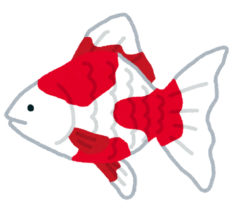 ピンポンパールって金魚かわいすぎワロタ
