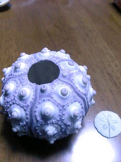 ウニの骨 前向きに倒れた日々