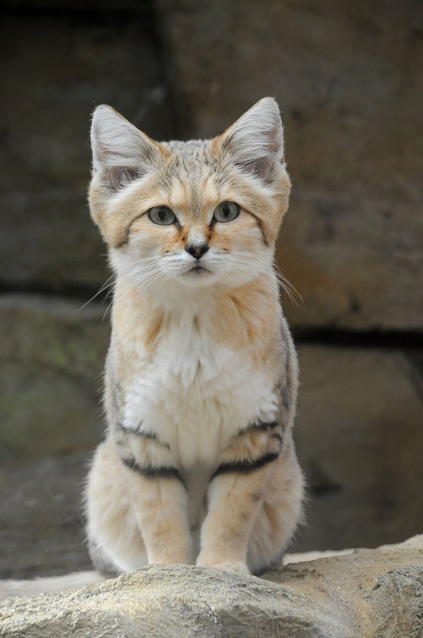 スナネコ 砂漠の天使 が誕生 国内初 栃木 那須どうぶつ王国 ばーど こぐまちゃんのまとめブログ スナネコ 砂漠の天使 が誕生 国内初 栃木 那須どうぶつ王国 ばーど こぐまちゃんのまとめブログ