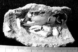 絶滅種オオスナモグリ 甲殻類 オオスナモグリか 干潟で発見 ハサミの形の特徴など化石と一致 千葉県立中央博物館で一般公開 こぐまちゃんのまとめブログ 絶滅種オオスナモグリ 甲殻類 オオスナモグリか 干潟で発見 ハサミの形の特徴など化石と一致 千葉県立中央博物館で一般公開 こぐまちゃんのまとめブログ
