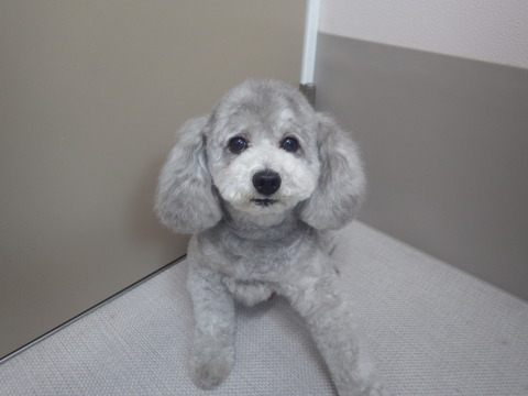 RIMG1975 - コピー