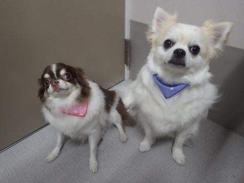 金谷もなかＧＡＢＩ