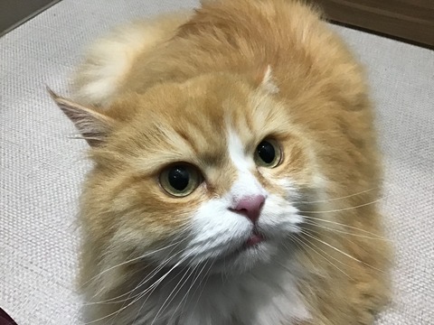 BE80E53F-83F4-49EF-9770-546ABE8C7FA8