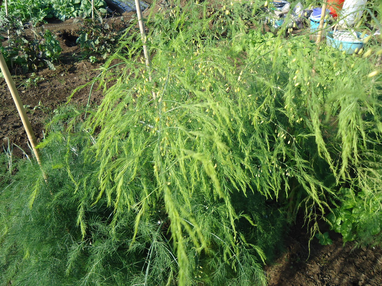 アスパラガスの花が咲き 葉は枯れ始めました 家庭菜園のブログ