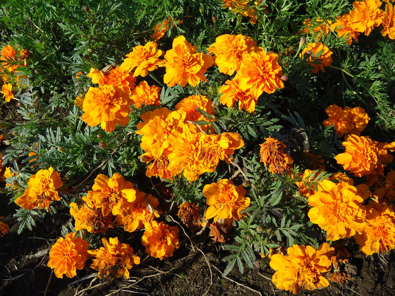 マリーゴールドの花がきれいです 家庭菜園のブログ