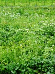 夏の野菜の販売 2021年