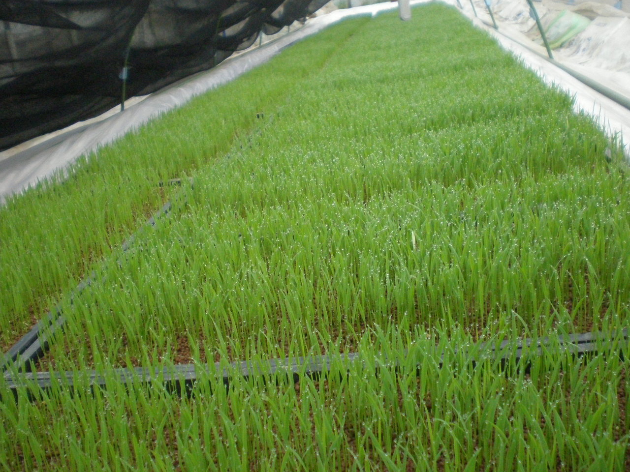 水稲苗プール湛水 あ わ じ 農 事 日 誌 水稲苗プール湛水 あ わ じ 農 事 日 誌
