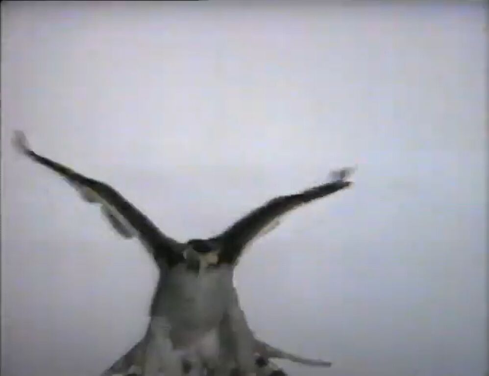 ずっと探していた焼酎のｃｍ 白玉焼酎 くらくらな日々z 大阪