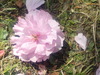 DSC00615