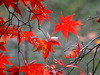 DSC00386