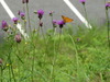 DSC00835