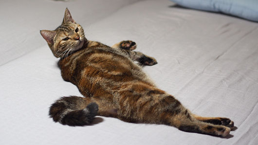 玉ちゃん猫になる ケンさん犬になる