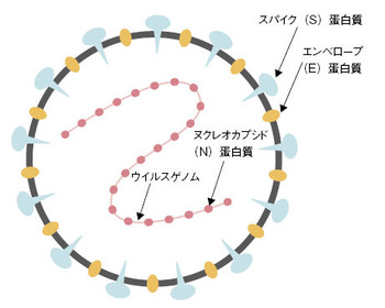 今わかっている新型コロナウィルスの構造