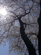 sakura
