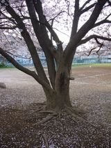 sakura