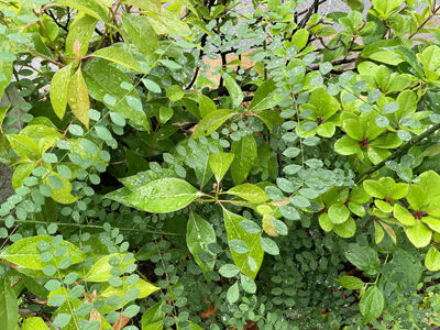 k_4675