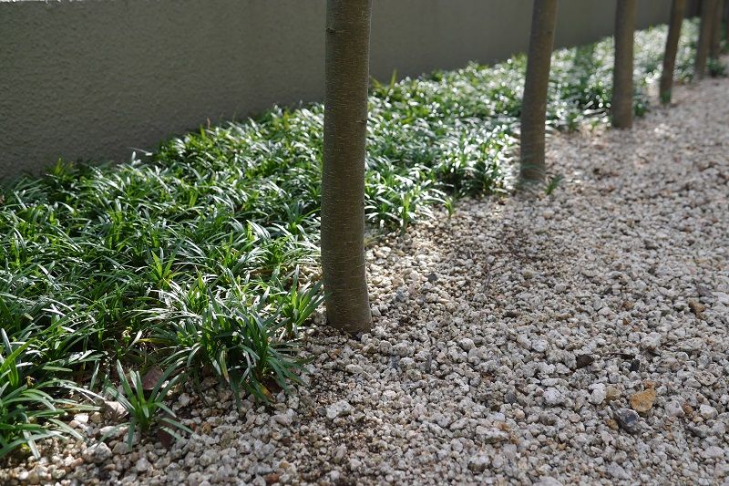 植えっぱなしの名脇役のグランドカバー かわいい多肉植物 くらすき すっきり心地よく暮らす小さな工夫