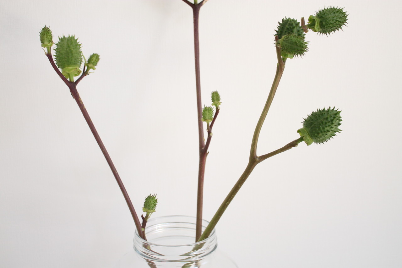 シンプルな枝物をゲット 暮らすキロク Powered By ライブドアブログ