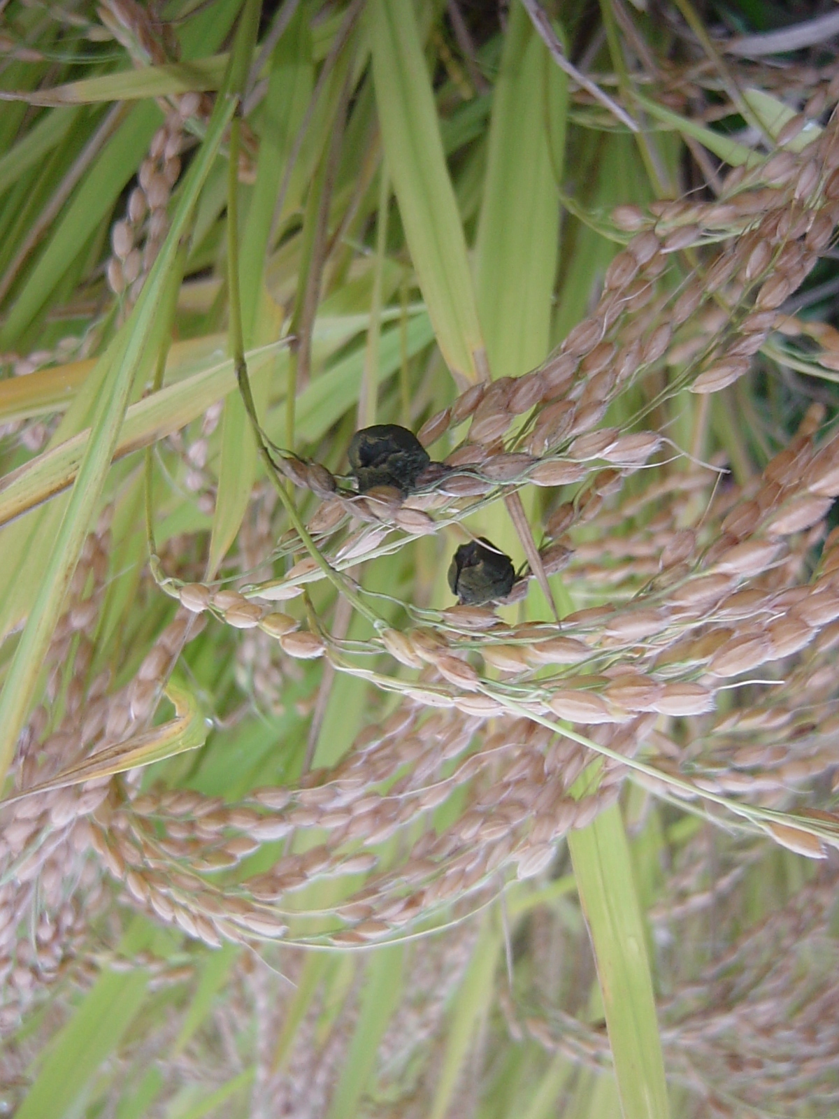 稲こうじ病 鳥海の麓 「北村くらた農園」より愛を米て。 