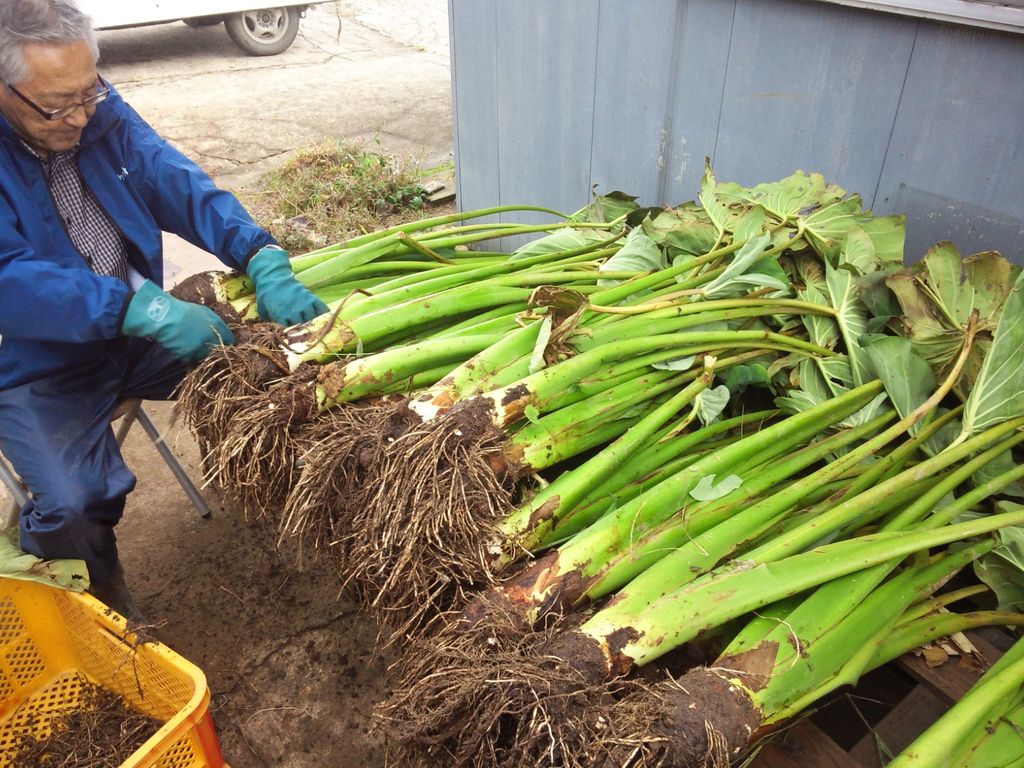 からとり芋 里芋の収穫 鳥海の麓 北村くらた農園 より愛を米て