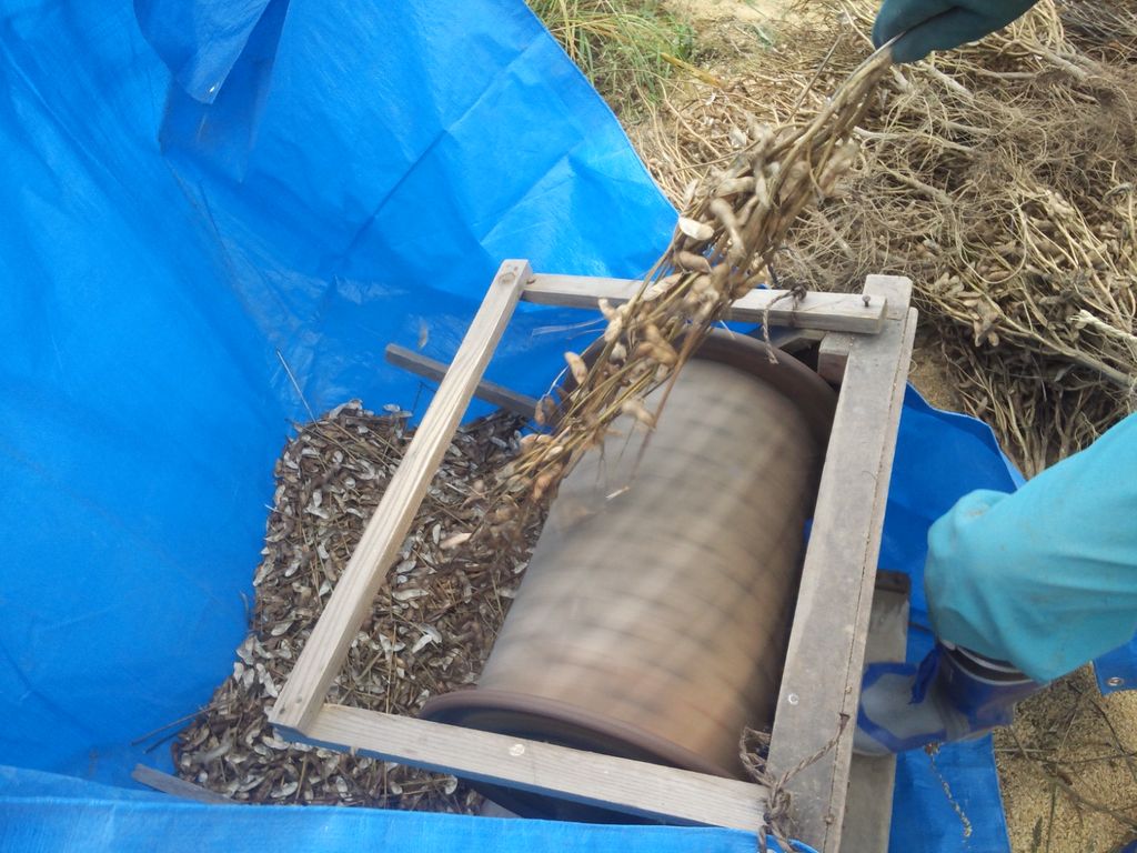 枝豆の種取り 鳥海の麓 北村くらた農園 より愛を米て 枝豆の種取り 鳥海の麓 北村くらた農園 より愛を米て