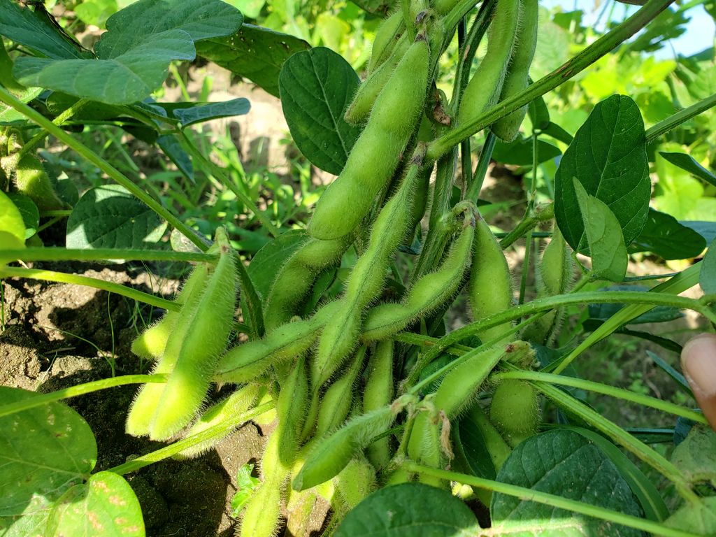 令和元年枝豆収穫開始します 鳥海の麓 北村くらた農園 より愛を米て