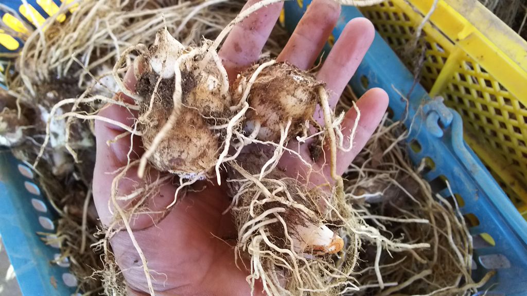 里芋直売開始 鳥海の麓 北村くらた農園 より愛を米て 里芋直売開始 鳥海の麓 北村くらた農園 より愛を米て