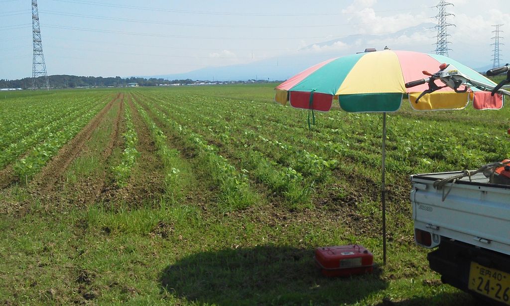 雑草との戦い 鳥海の麓 北村くらた農園 より愛を米て