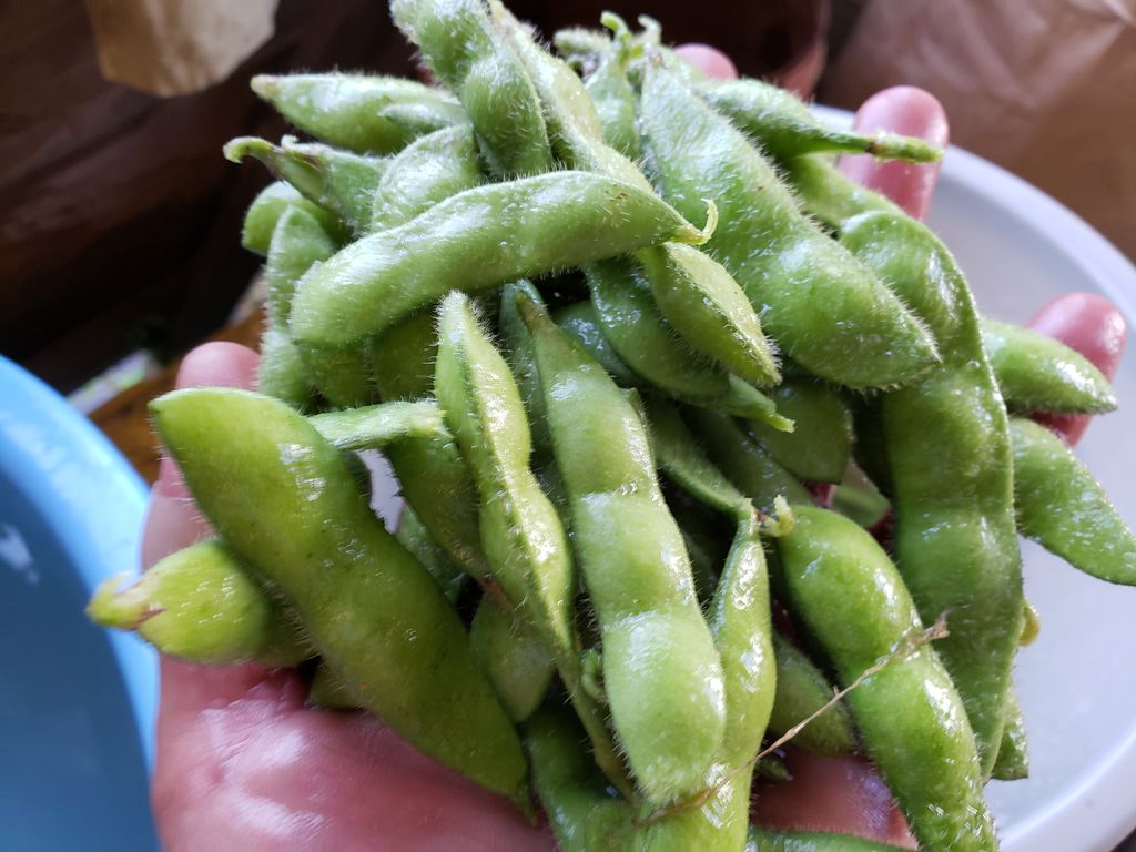 令和元年枝豆収穫開始します 鳥海の麓 北村くらた農園 より愛を米て