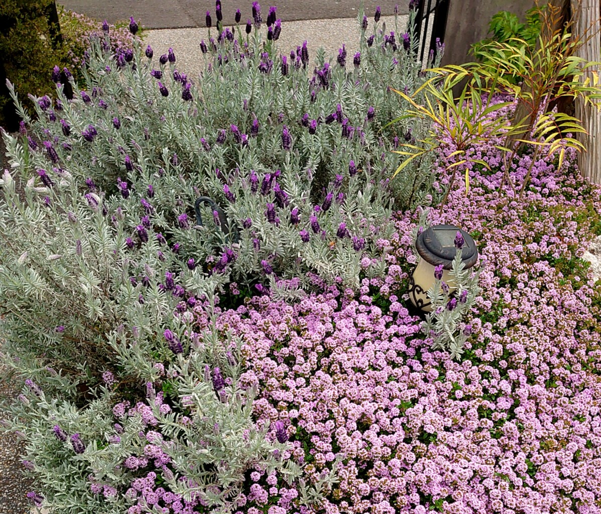 ハーブティー専門店 花葉逢 カヨウホウ 高松市 マユリ ナの暇つぶし 香川と九州 食べ歩き