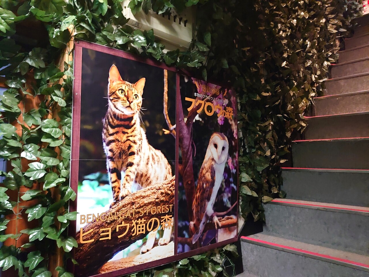 岡山 倉敷の猫犬屋敷 フクロウとヒョウ猫乃森 岡山県倉敷市 マユリ ナの暇つぶし 香川と九州 食べ歩き