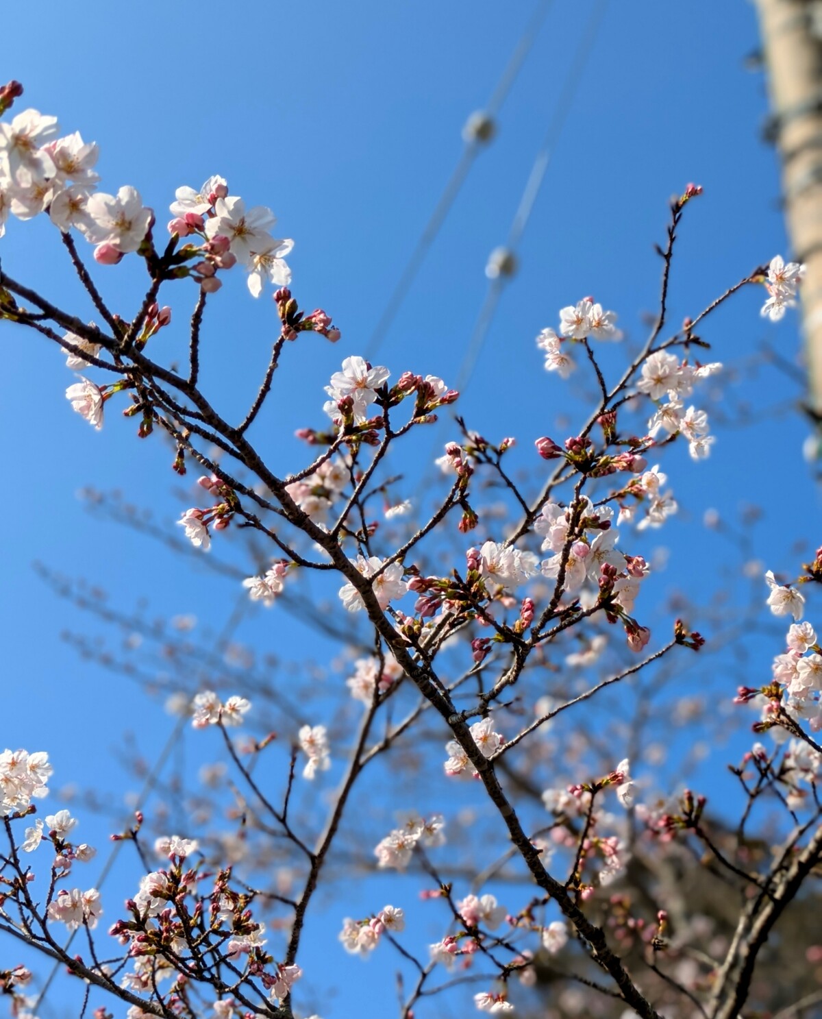 Polish_20260328_164405913