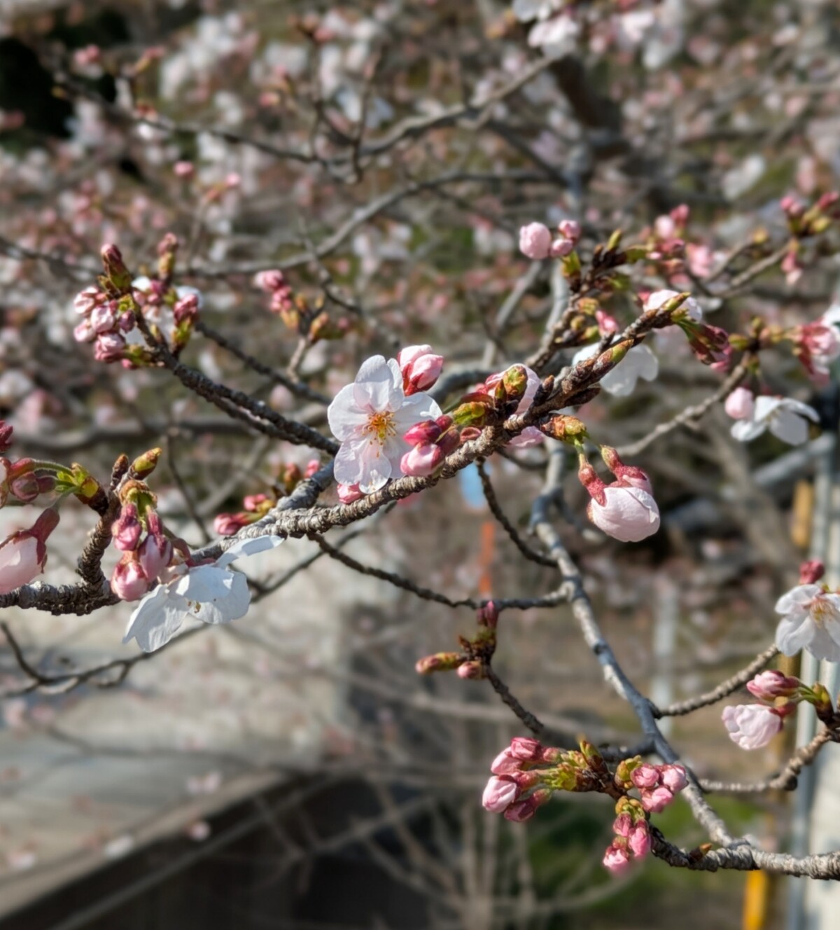 Polish_20260328_164315112