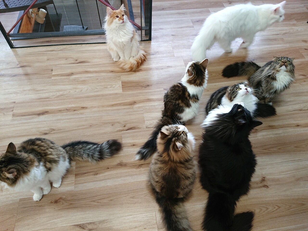 森の猫 Pato S Cafe パトズカフェ 高松市 オープン マユリ ナの暇つぶし 香川と福岡 食べ歩き 森の猫 Pato S Cafe パトズカフェ 高松市 オープン マユリ ナの暇つぶし 香川と福岡 食べ歩き