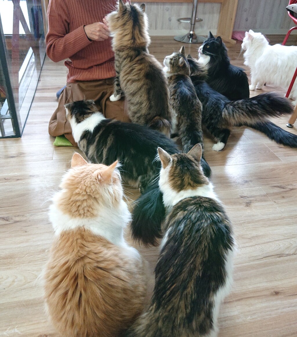 森の猫 Pato S Cafe パトズカフェ 高松市 オープン マユリ ナの暇つぶし 香川と九州 食べ歩き