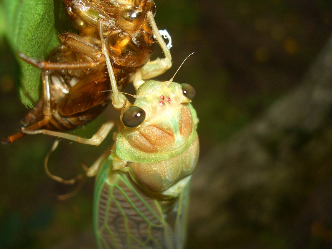 梨園のセミの羽化 うか 脱皮 呉羽梨ドットコム 幸水 豊水 新高 梨園 梨農家からの甘くて新鮮な梨 笑顔の食卓にお届けしています