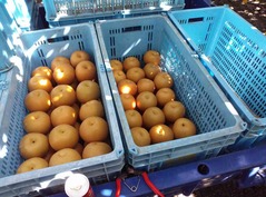 01_豊水の収穫20140913_05