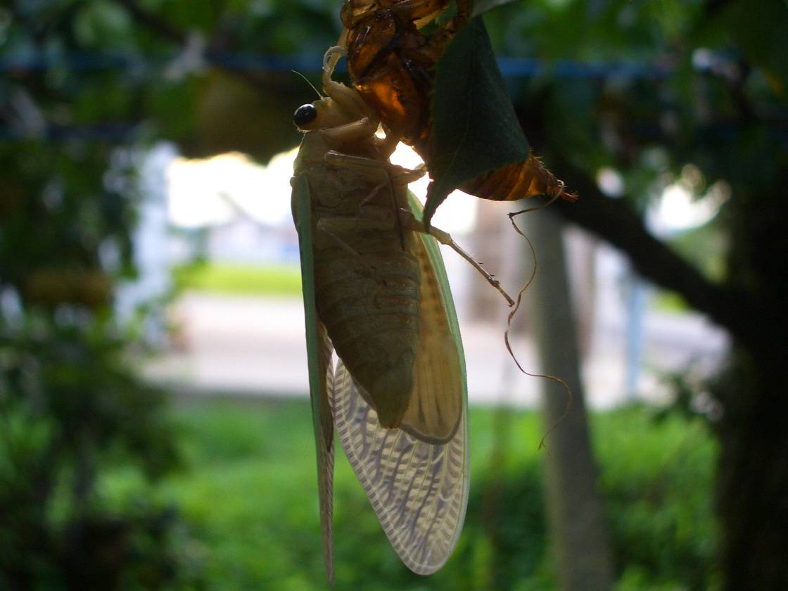 梨園のセミの羽化 うか 脱皮 呉羽梨ドットコム 幸水 豊水 新高 梨園 梨農家からの甘くて新鮮な梨 笑顔の食卓にお届けしています