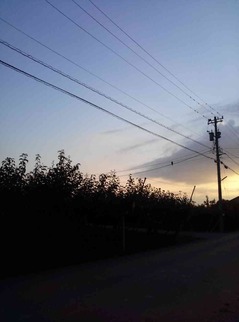 01_幸水の収穫20140909_08
