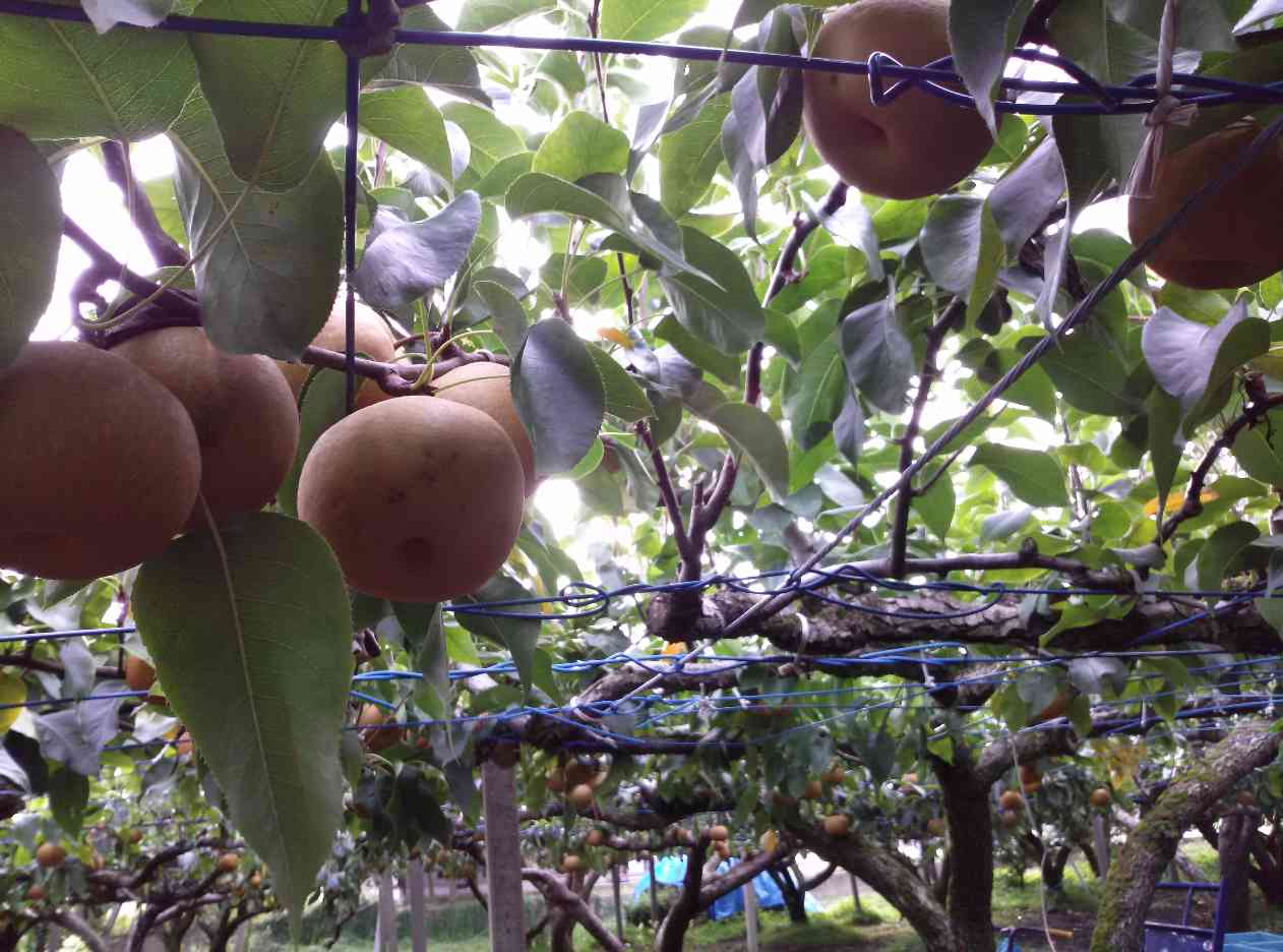 呉羽梨 幸水の収穫 02 呉羽梨ドットコム 幸水 豊水 新高 梨園 梨農家からの甘くて新鮮な梨 笑顔の食卓にお届けしています