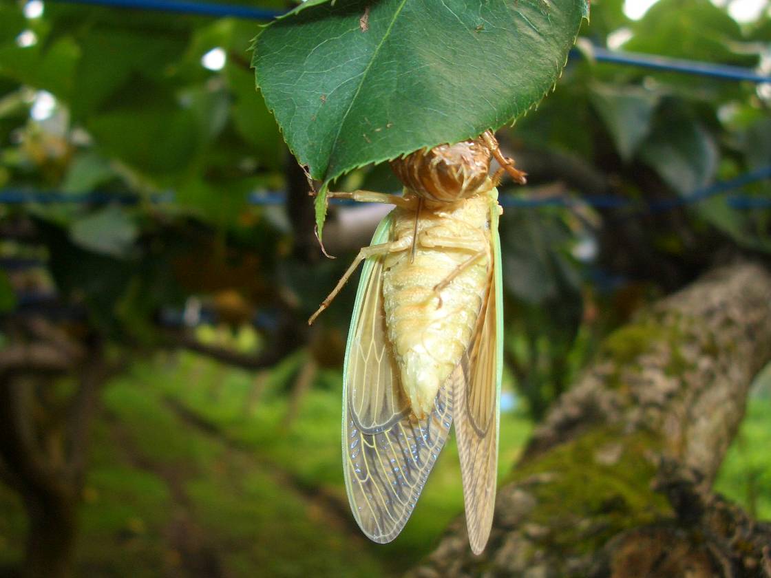 梨園のセミの羽化 うか 脱皮 呉羽梨ドットコム 幸水 豊水 新高 梨園 梨農家からの甘くて新鮮な梨 笑顔の食卓にお届けしています