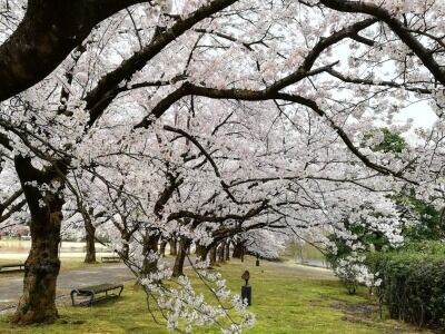 中央植物園のサクラ満開など 山川旅人日記 中央植物園のサクラ満開など 山川旅人日記