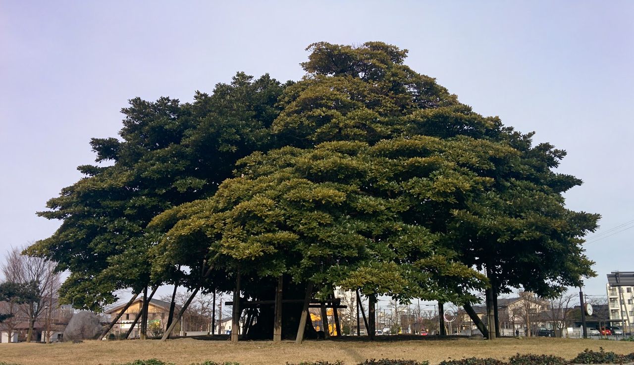 牛島のタブの木を見て たまに考えてみる 魂の還る処 谷川健一 13 山川旅人日記