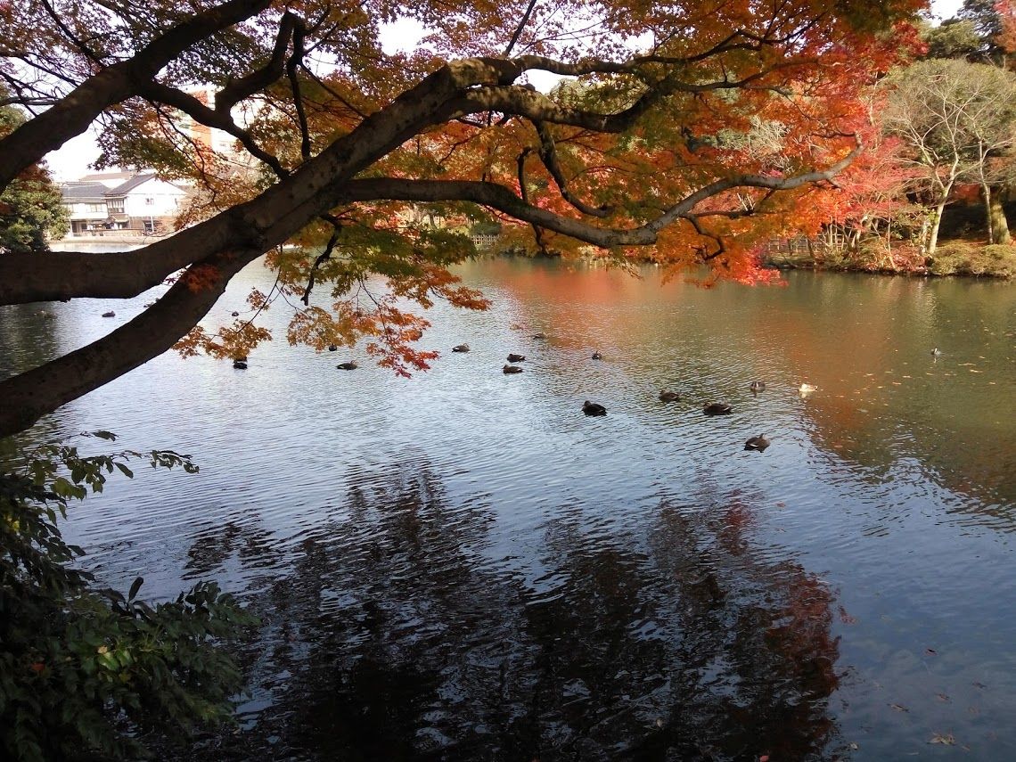 紅葉お見事 高岡 古城公園 山川旅人日記 紅葉お見事 高岡 古城公園 山川旅人日記