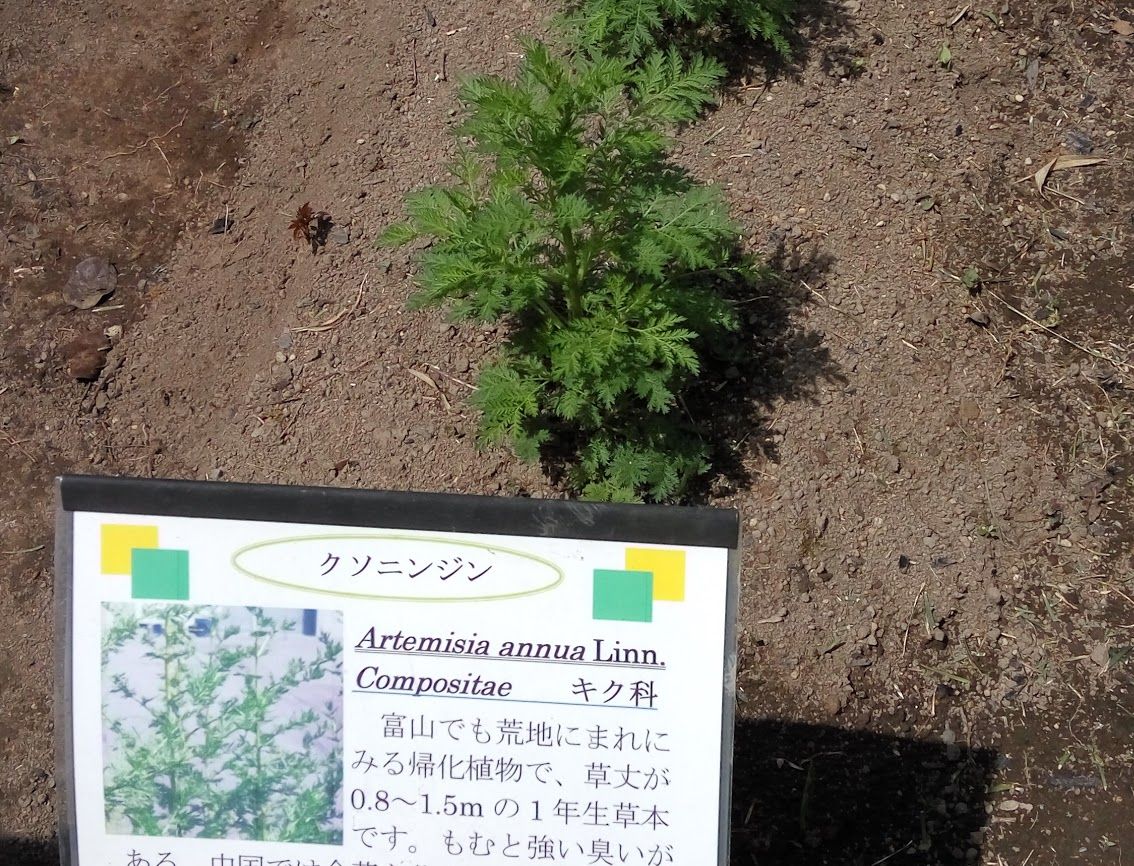 クソニンジンはエライッ トウ ヨウヨウさん ノーベル賞 富大薬用植物園 山川旅人日記 クソニンジンはエライッ トウ ヨウヨウさん ノーベル賞 富大薬用植物園 山川旅人日記