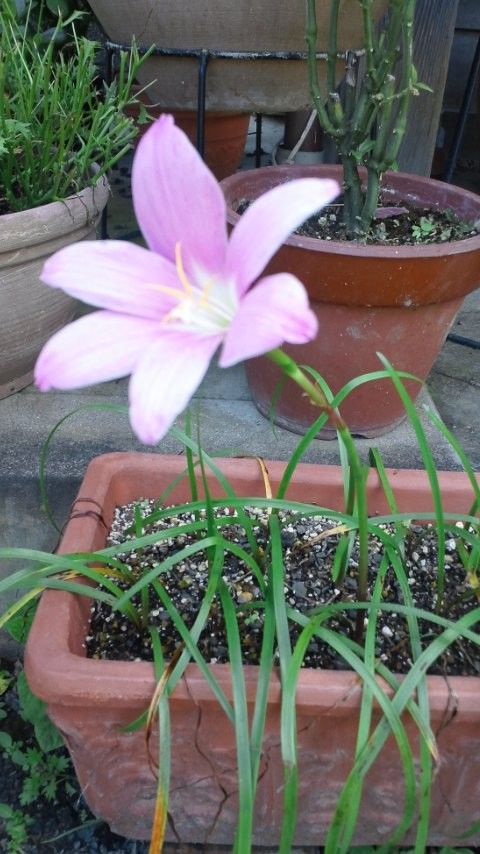 ハブランサスとゼフィランサス マイガーデン ハブランサスとゼフィランサス マイガーデン