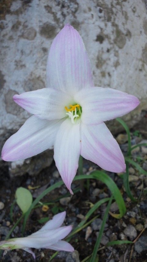 ハブランサスとゼフィランサス マイガーデン ハブランサスとゼフィランサス マイガーデン