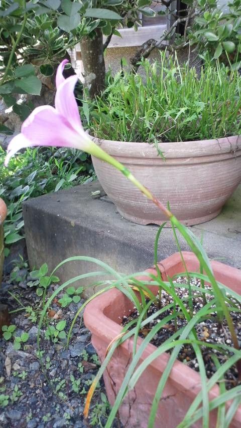 ハブランサスとゼフィランサス マイガーデン ハブランサスとゼフィランサス マイガーデン