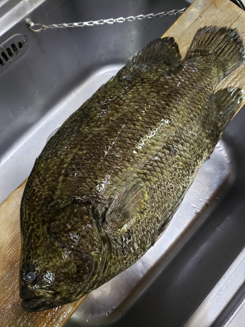 初登場の 松鯛 暮れ六